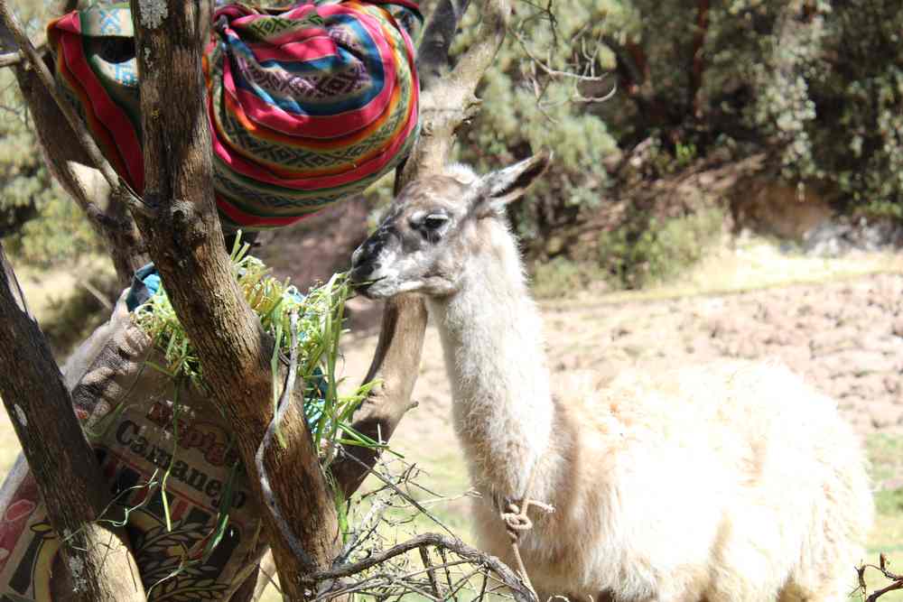 Carolyn Morgan, Peru